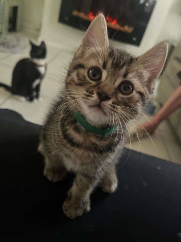 READY TO LEAVE bengal mix