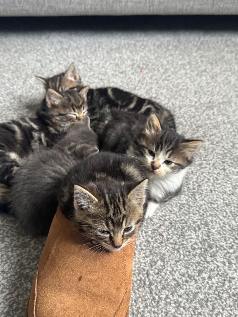 kittens 