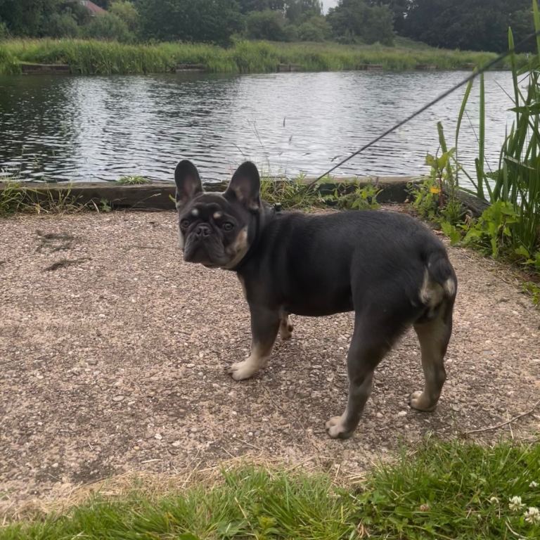 7 month old French bull dog 