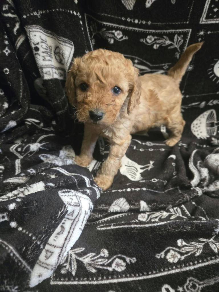 Gorgeous male Cavapoo.