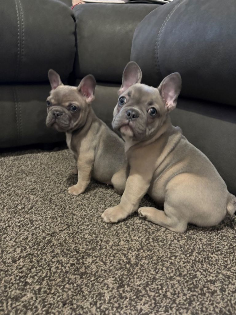 🐾 Gorgeous KC Registered French Bulldog Puppies 