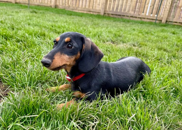 Dachshund puppy, smooth coat Teckel 
