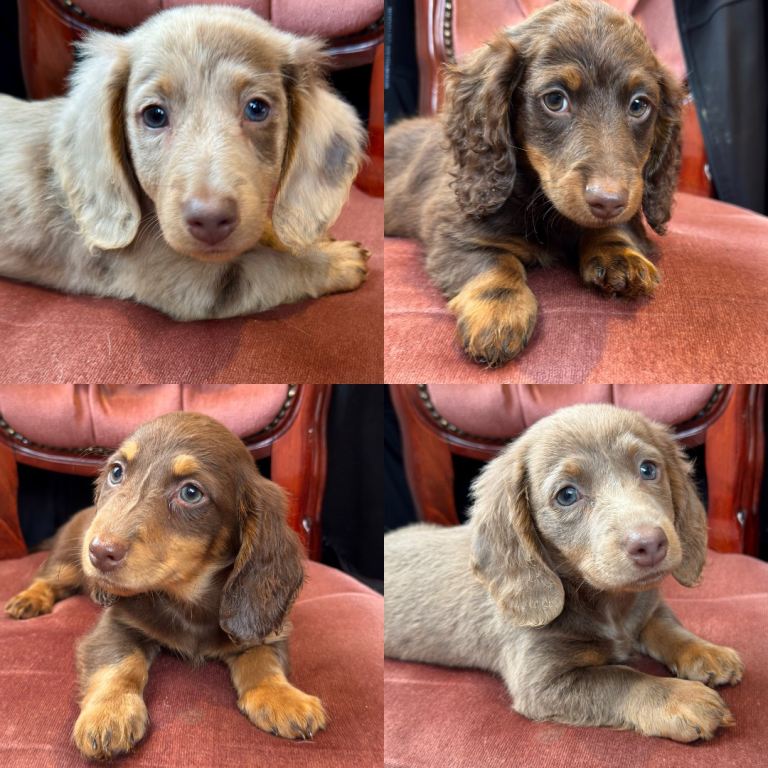 Long hair Dachshund dapple