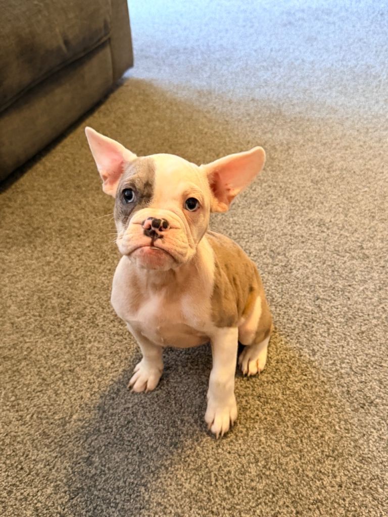 Beautiful French Bulldog x English Bulldog Puppies – 4 Boys & 4 Girls
