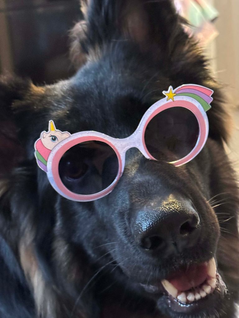 KC Registered German Shepherd Female