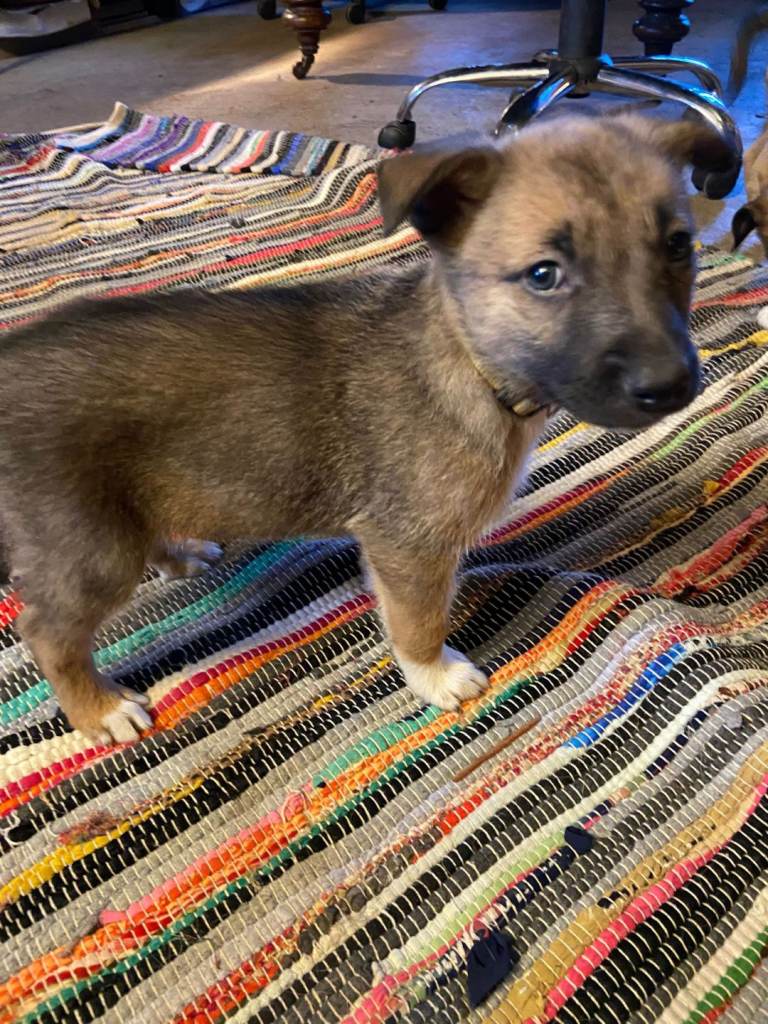 Border collie Cross Belgian malenois 