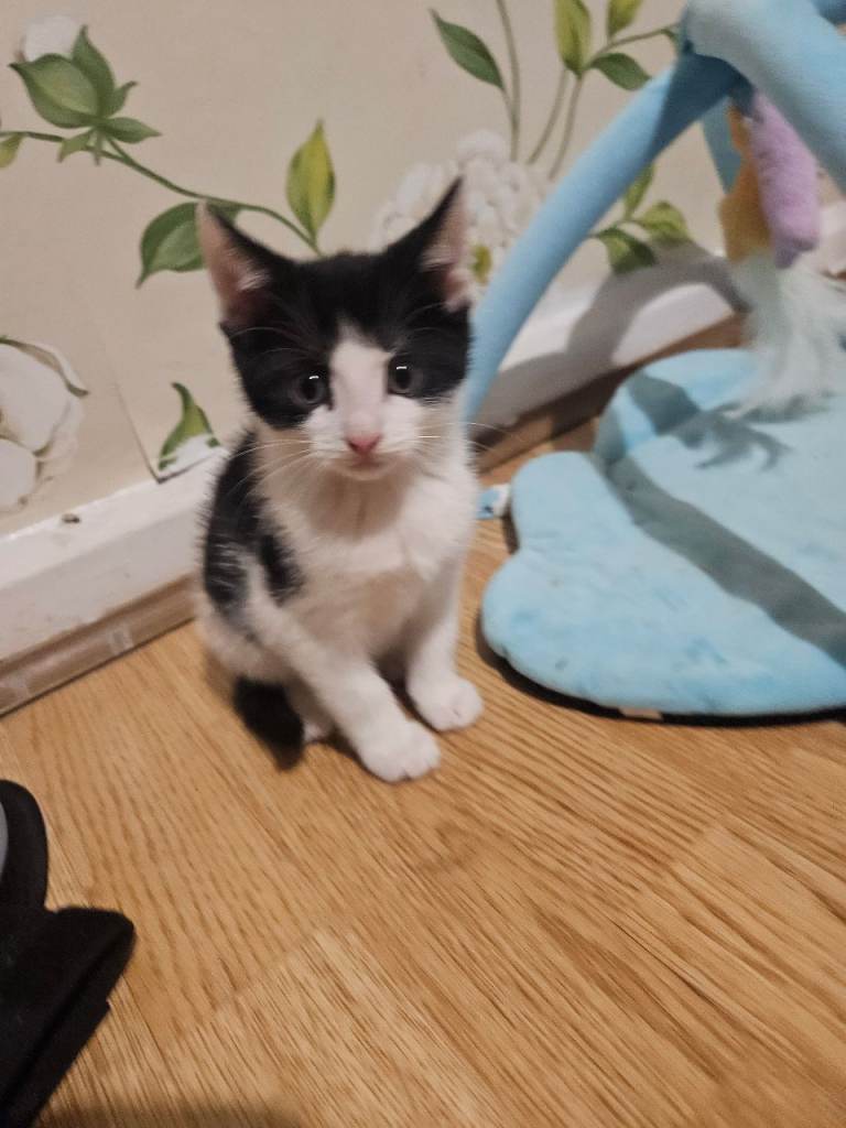 ALL SOLD Kittens for sale 