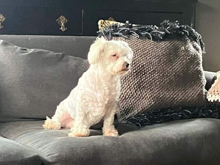 Female Maltese for sale