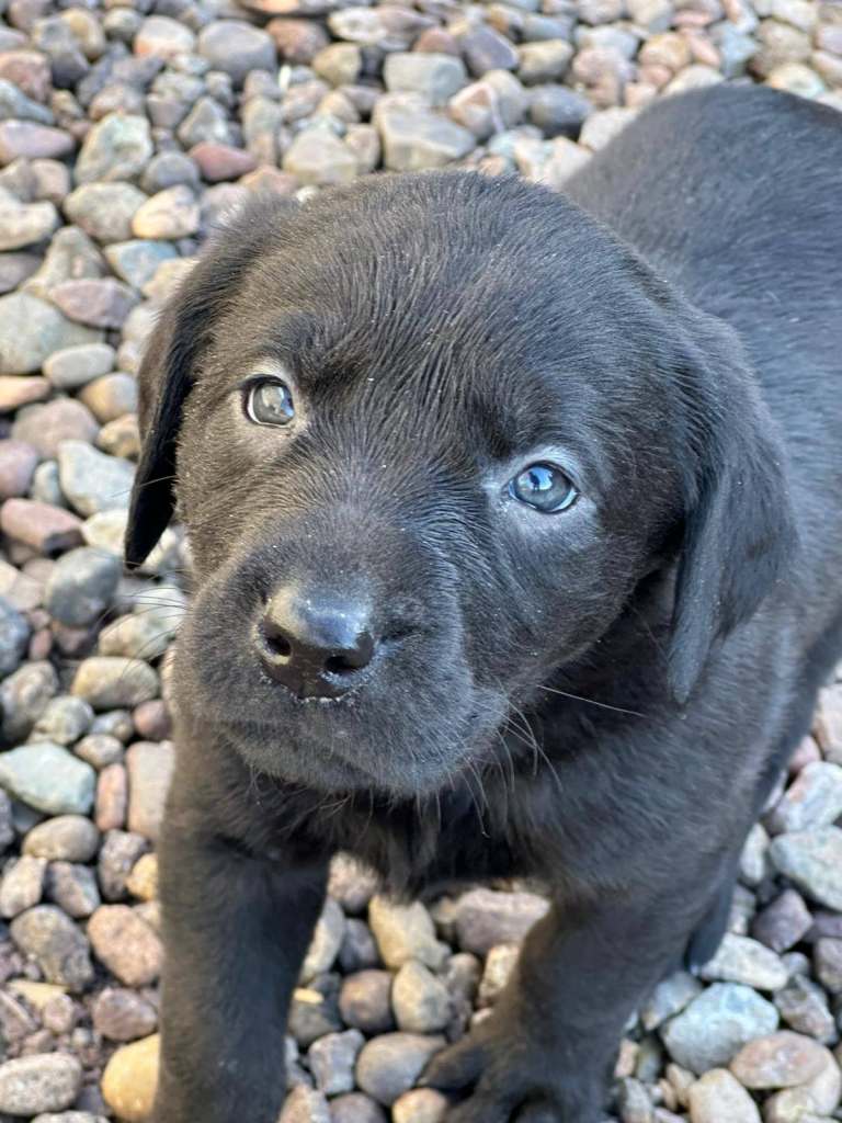 Gorgeous Black Labrador Puppies