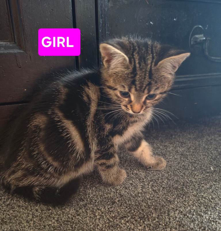 Kittens for Sale 