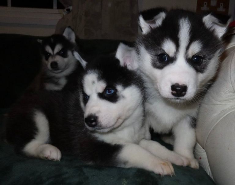 Siberian husky puppies 