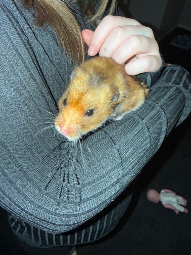 Male hamster with cage