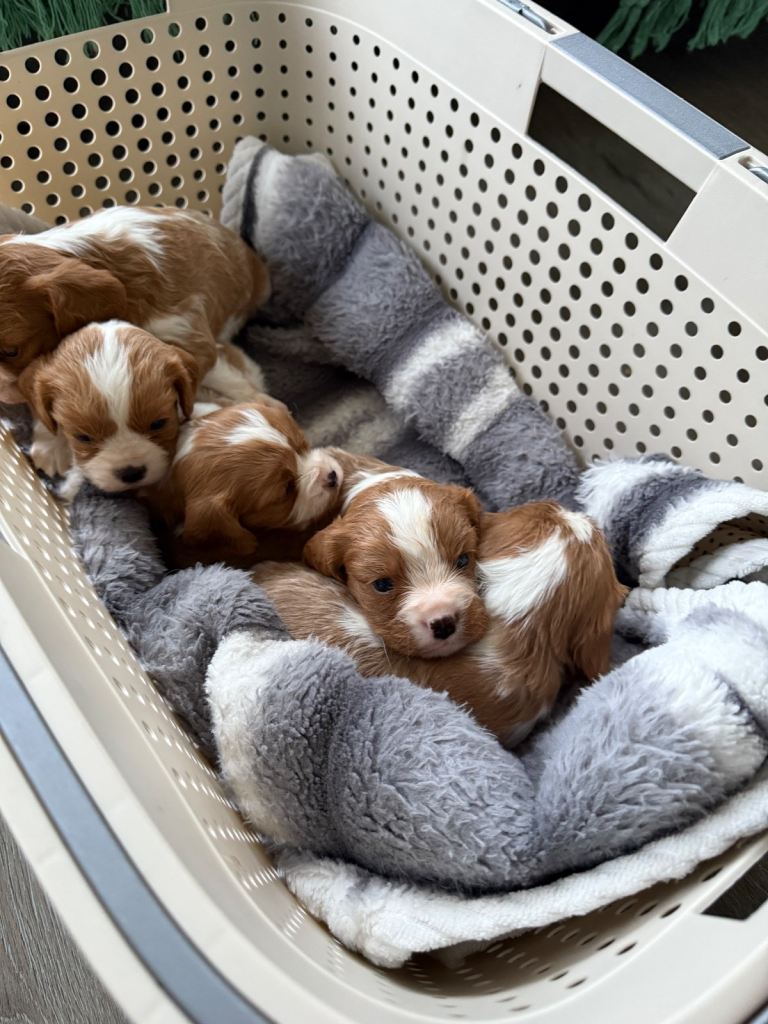 King Charles puppies only one boy left