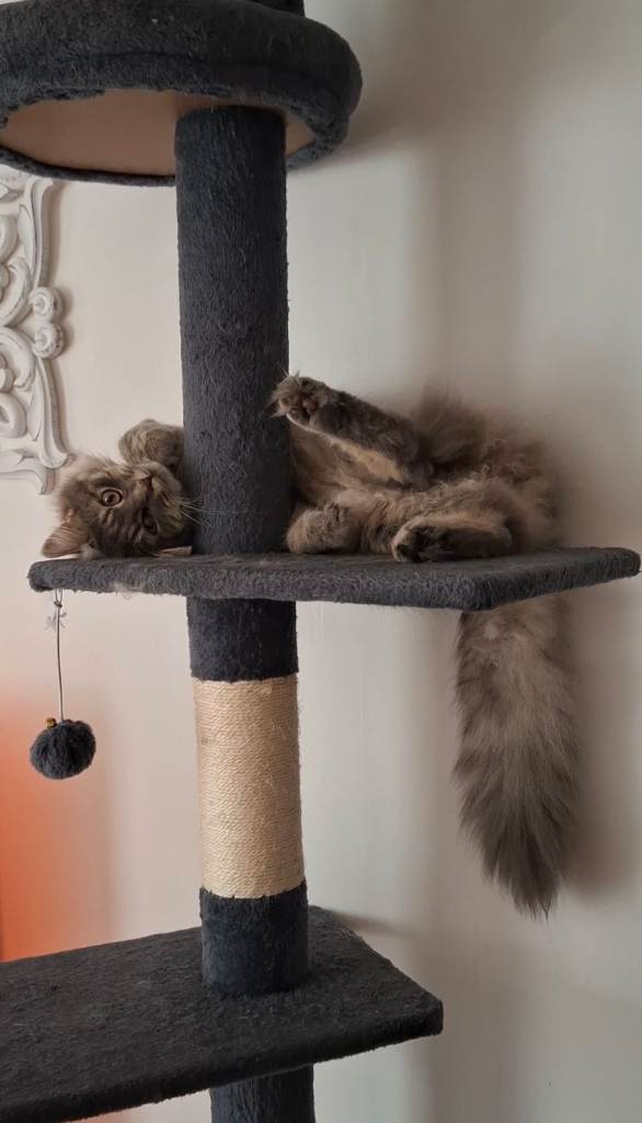 Twyla - Bengal | Ragdoll
