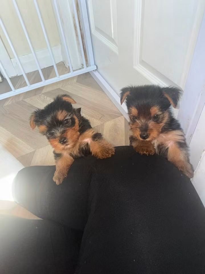 Yorkshire terrier puppies 
