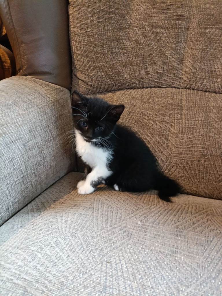 Kitten for sale