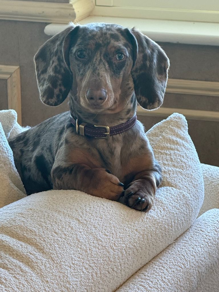 Dachshund Puppy 