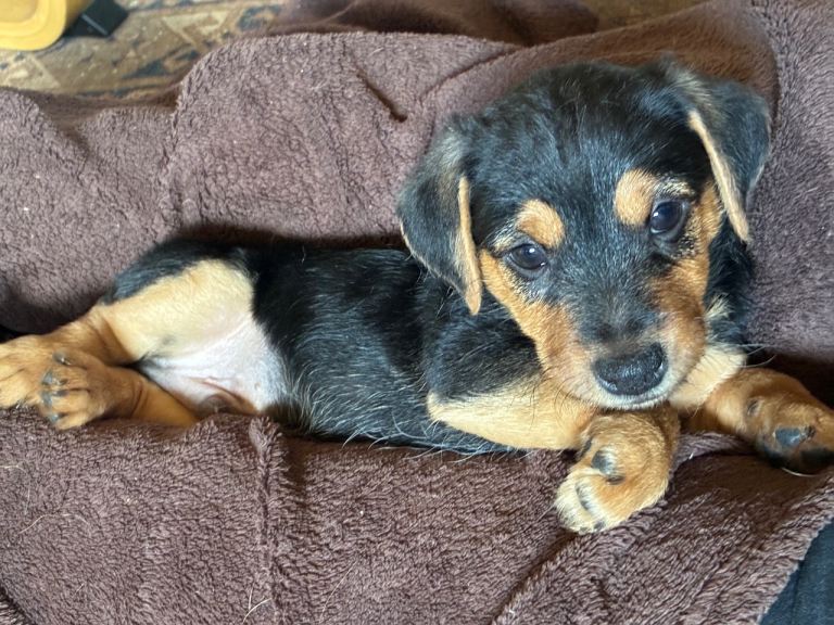 Jack Russell Mix Breed
