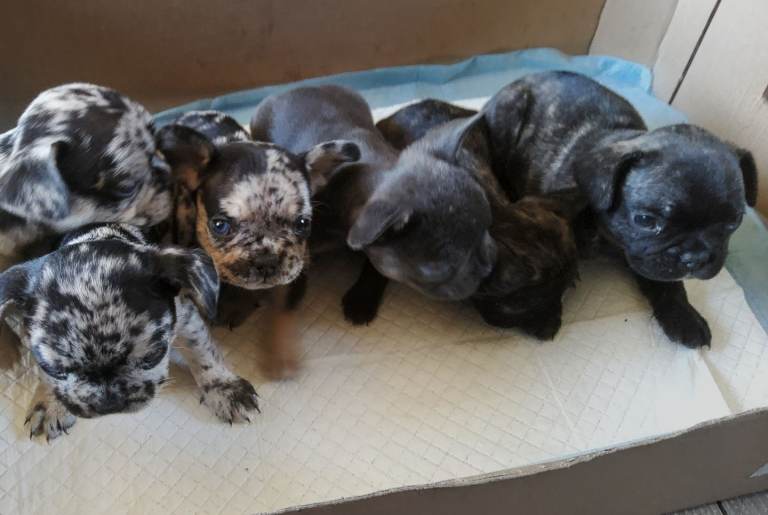 French bulldog pups mixed litter