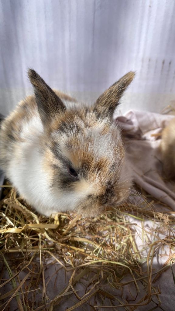Bunnies for sale