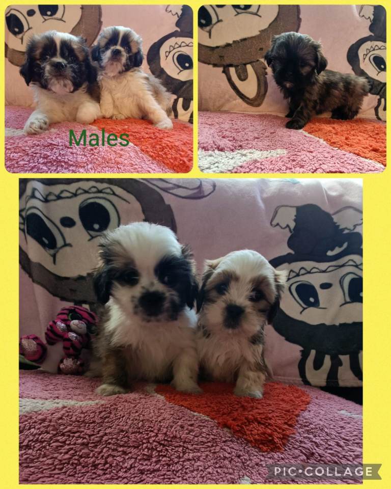 Shihtzu x bichon frise puppies 