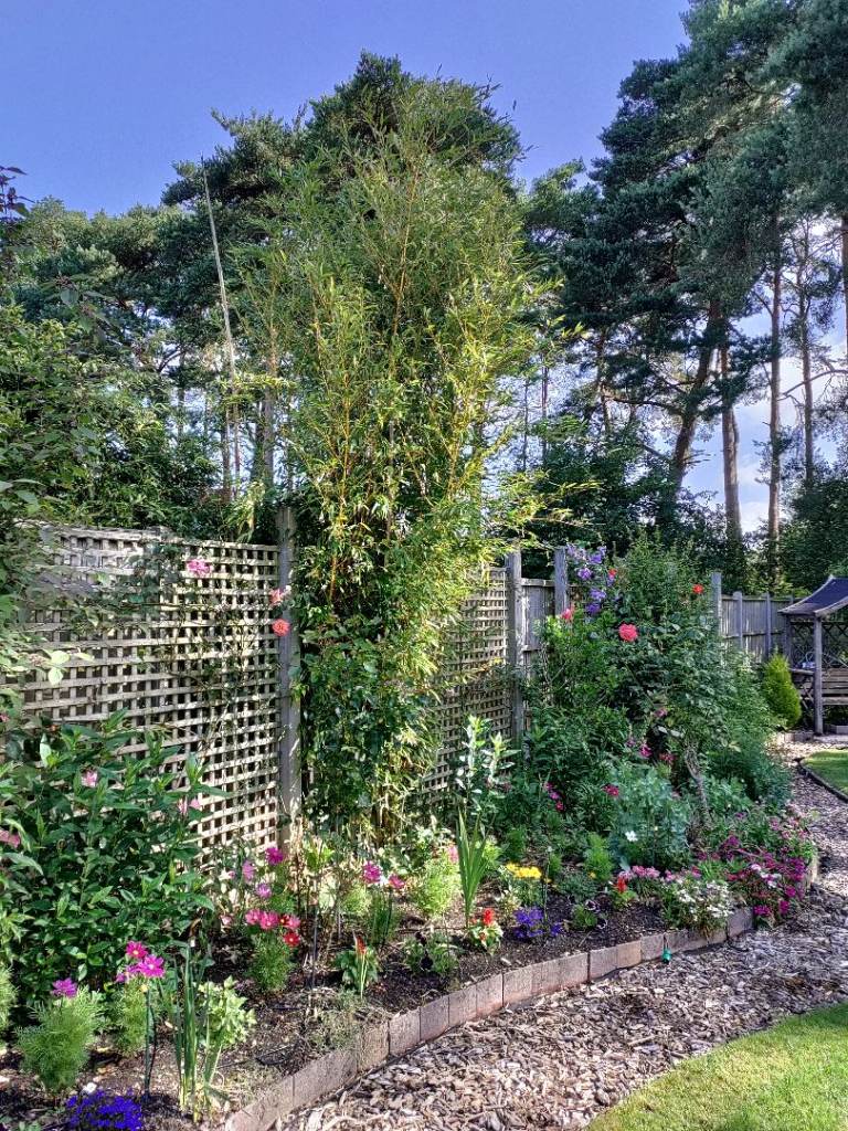 BAMBOO *** FREE TO ANYONE WHO REMOVES IT *** Yellow stem bamboo in restricted membrane