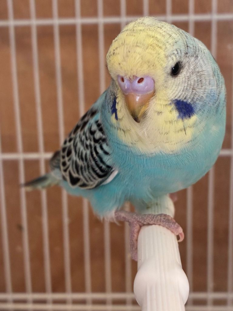 Baby budgies 
