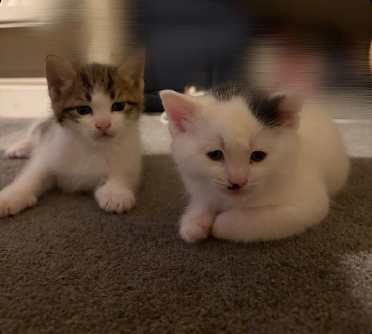Kitten for sale 