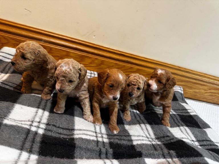 Cavapoo puppies for sale