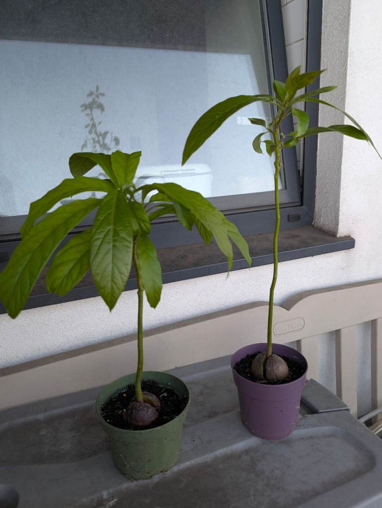 Established avocado trees 🥑🌱