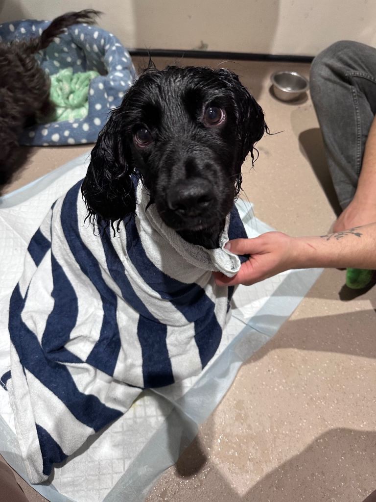 Beautiful 5 month Cocker Spaniel pup for Sale