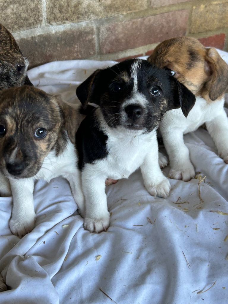 Beagle cross Jack Russell  2 girls one