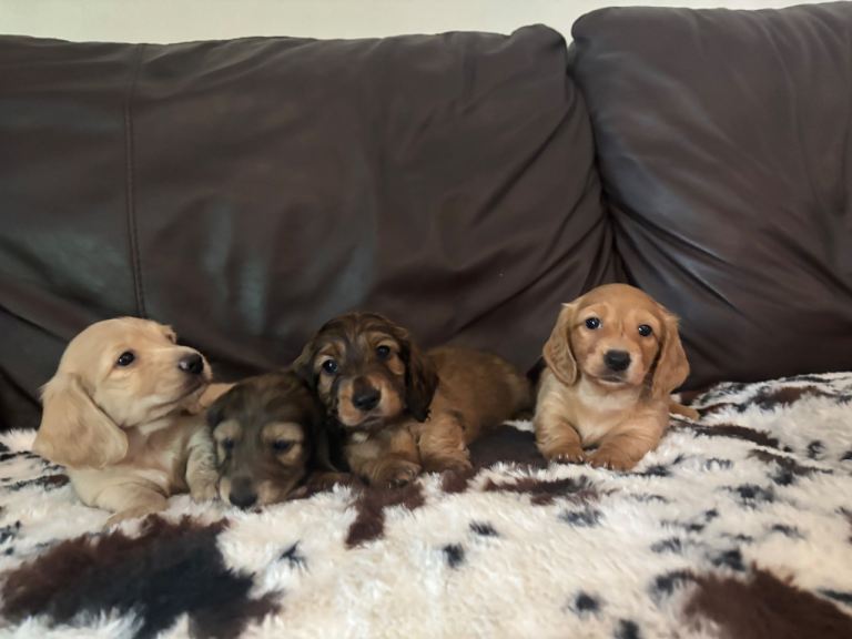 Beautiful long haired miniature dachshund 