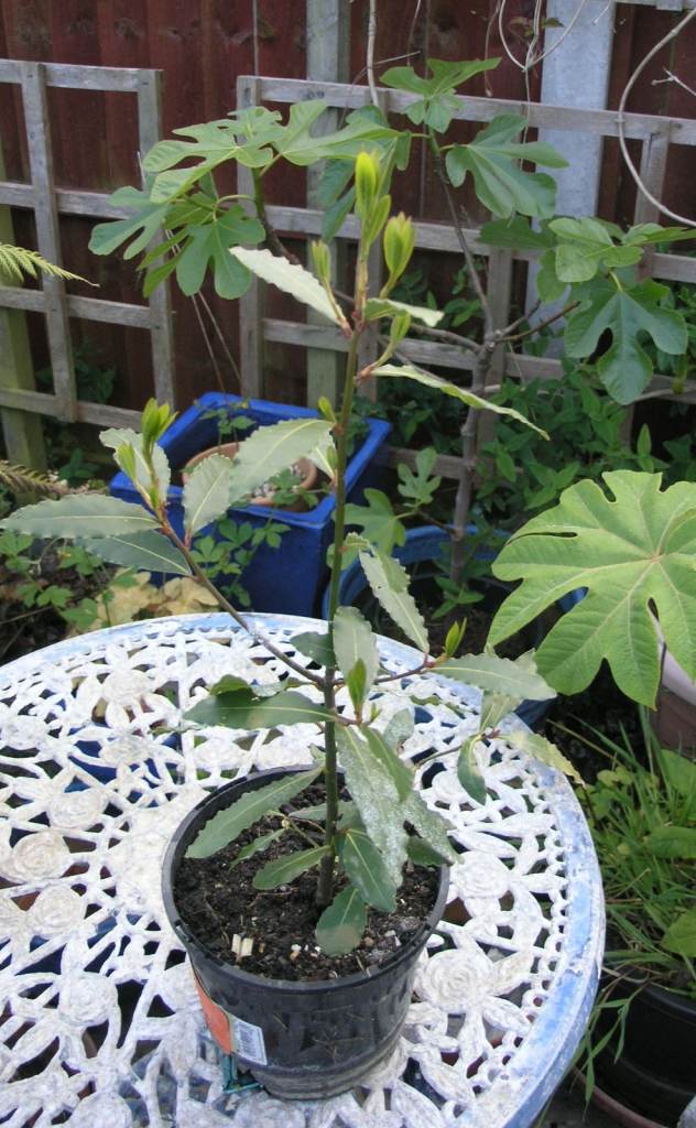 15 Plants £20 Inc Bay Tree, Lysteria, Creeping Virginia, Holly Hocks, Succulants, Buddlia etc Wey