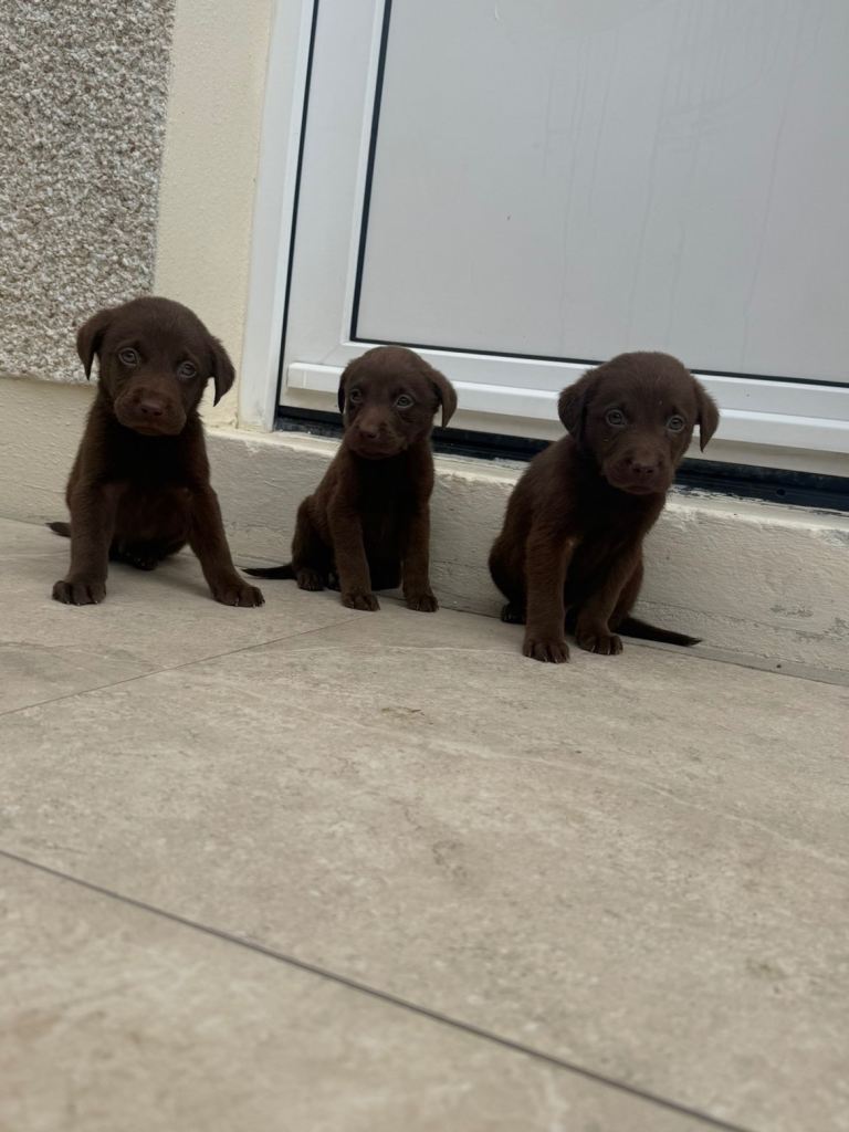 Labrador puppies 