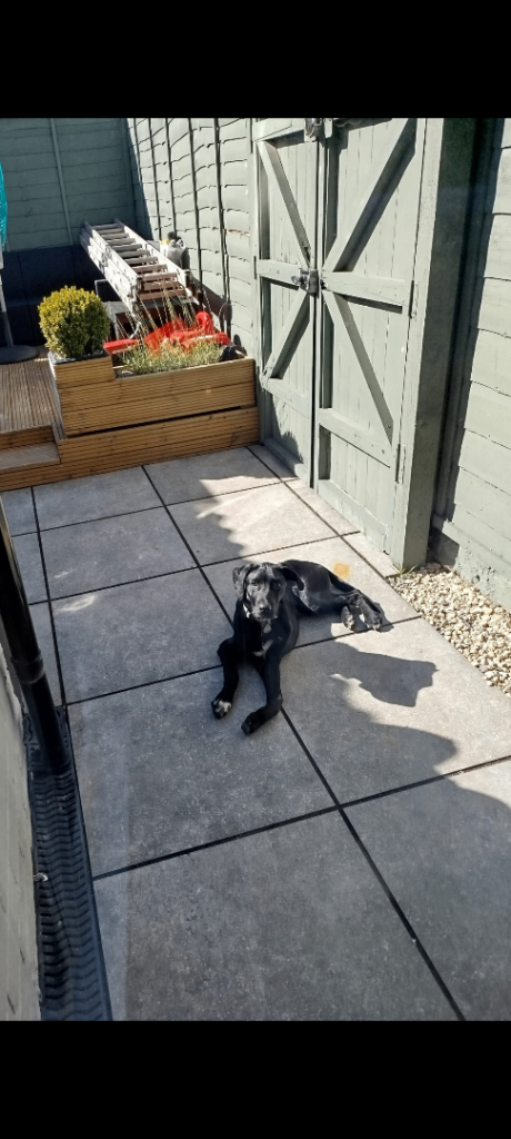 Beaut Labrador/Dalmatian boy