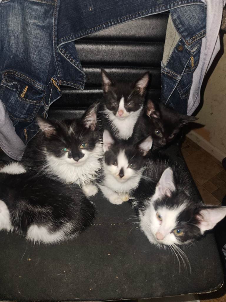 Very Cute Kittens £50 Lu7 