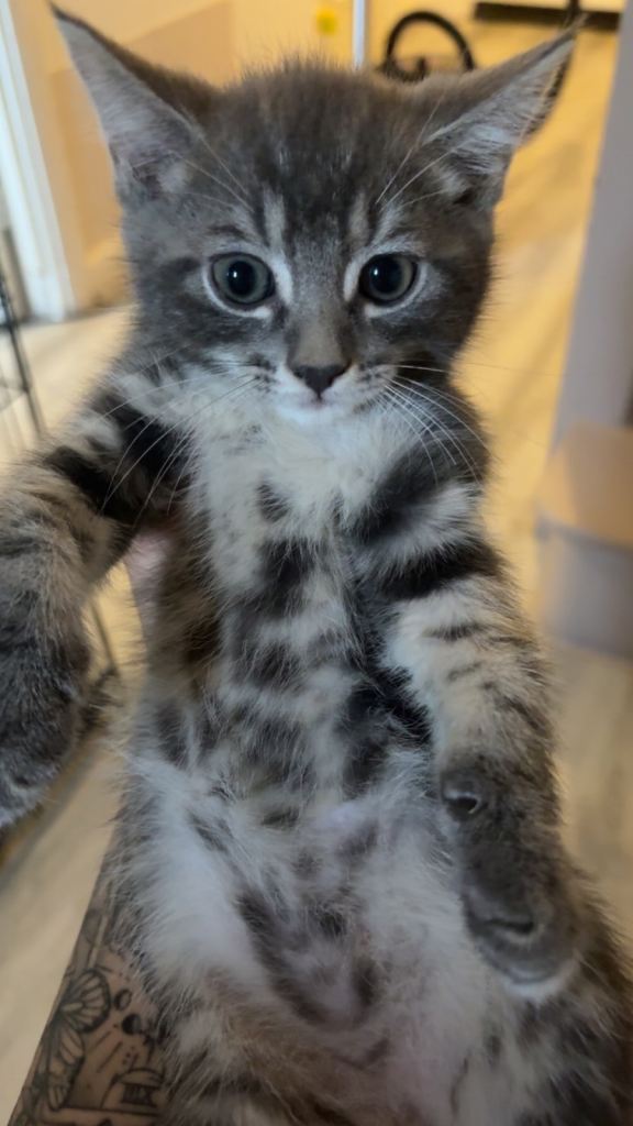 Kittens for sale 