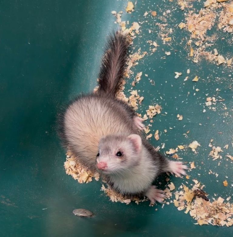 Micro ferret jills 