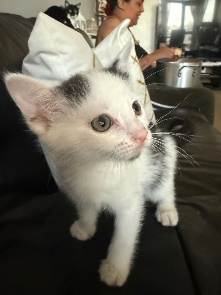 Kitten for sale 