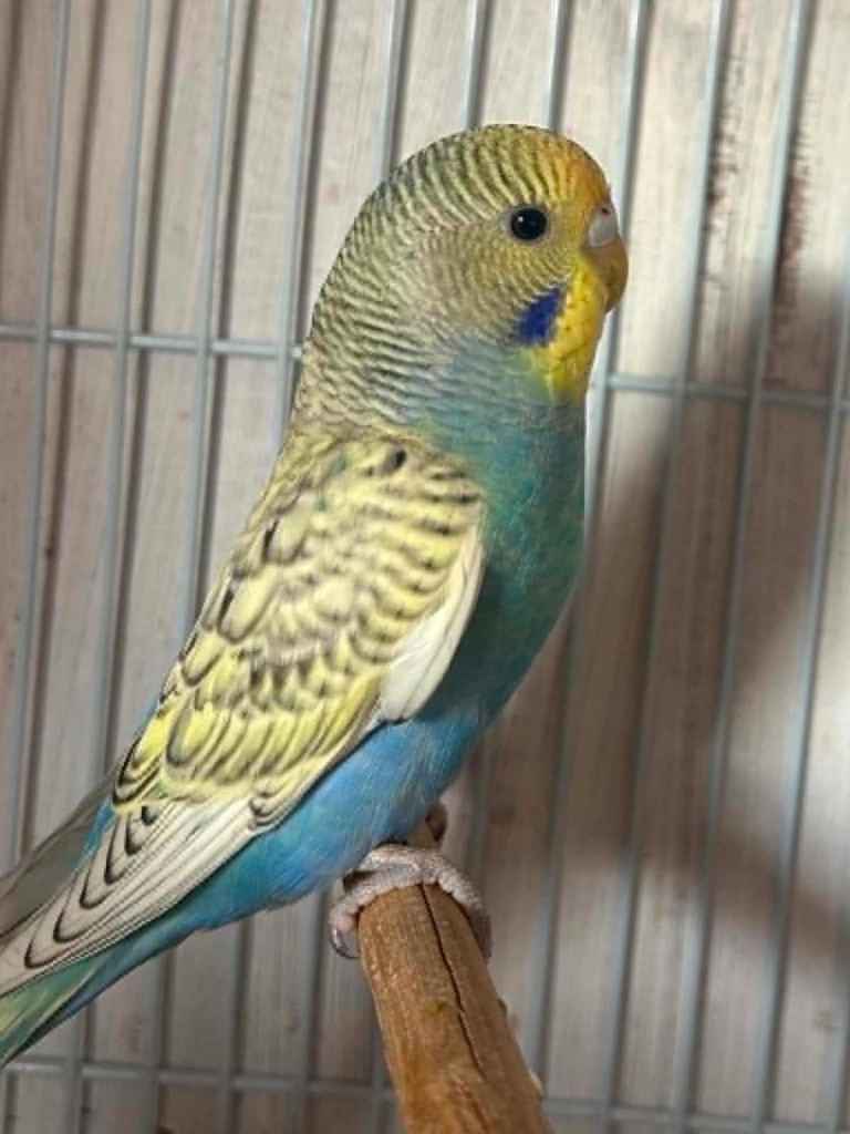 baby budgies for sale 