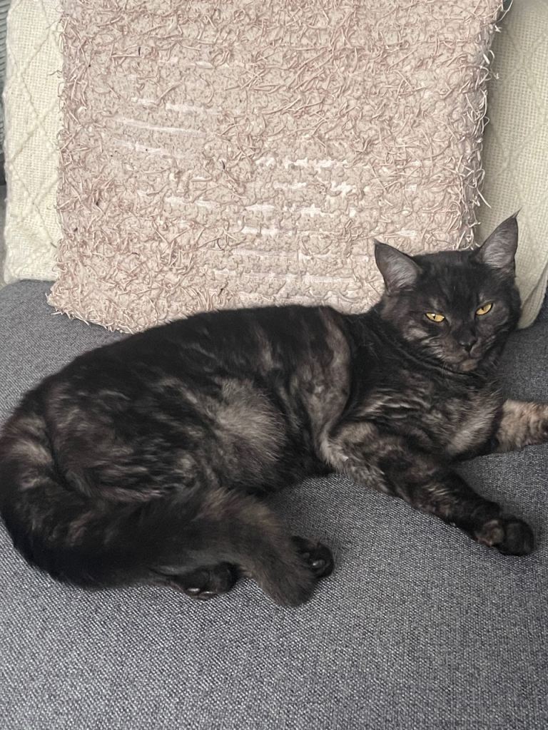 Maine coone cat for sale 