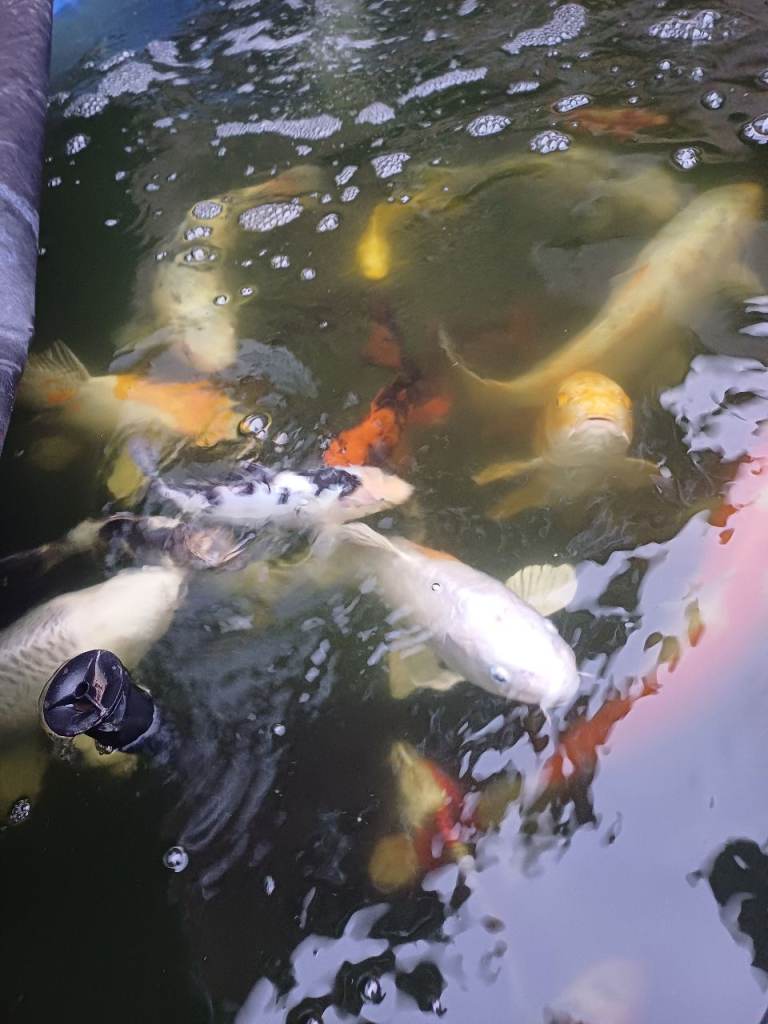 Various Koi Carp 