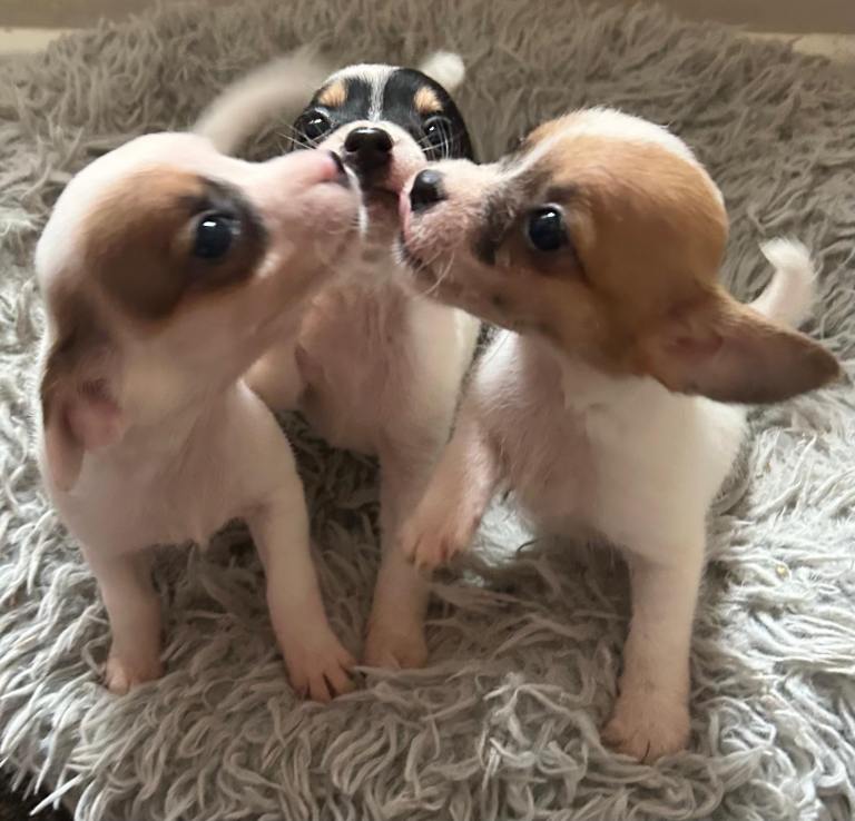 Mixed litter rough and smooth coat short legged Jack Russell puppies