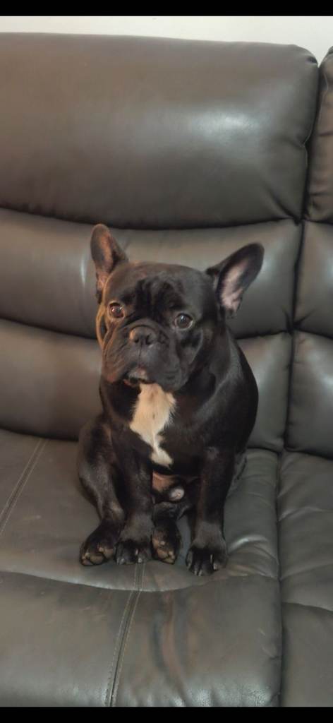 2 French Bulldogs