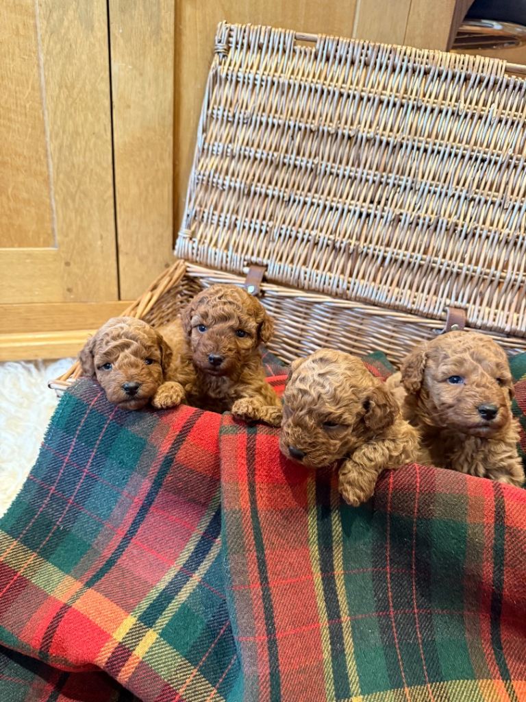 Pedigree Miniature Poodle Pups - KC Registered 