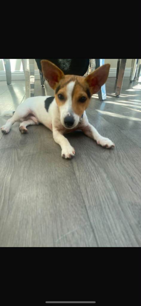 Jack Russell Puppy