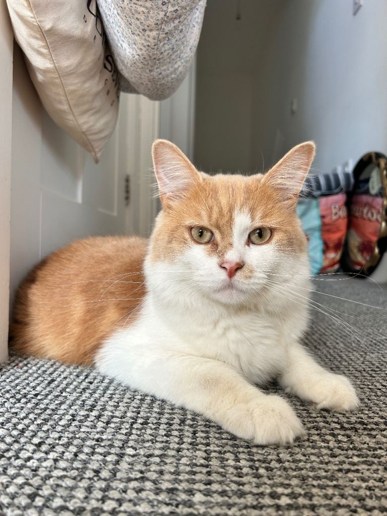 Beautiful 9-Month-Old Ragdoll x Persian Male – Adult-Only Home 