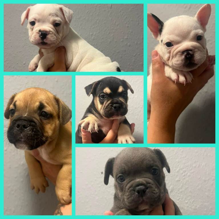 Olde english bulldog/frenchie babies