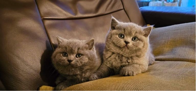 British shorthair kittens 